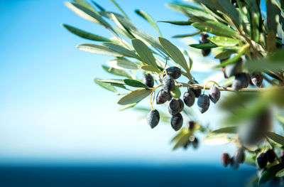 Close-up of fruits on plant against clear sky