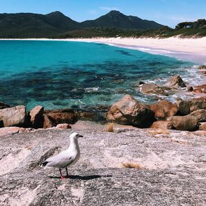 Seagulls perching on rock by sea