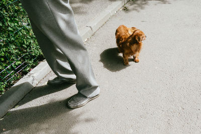 Rear view of dog looking up