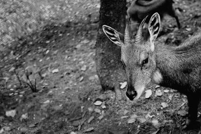 High angle view of deer standing on field