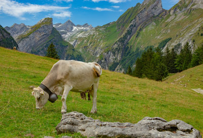 Cow grazing on grassy field against mountains