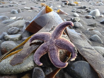 Close-up of star fish