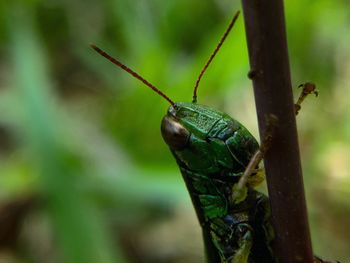 Close-up of insect on plant