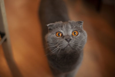 A british cat in an apartment. portrait of a british cat standing on the floor.