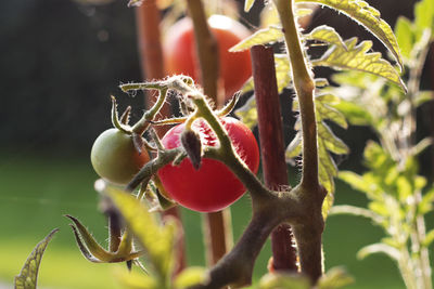 Close-up of berries growing on tree