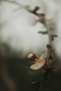 Close-up of flowering plant