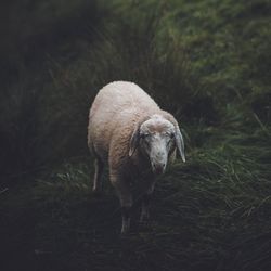 Sheep standing on field