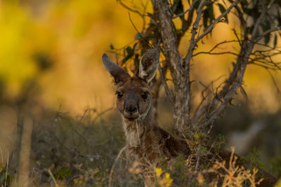 Portrait of deer in forest