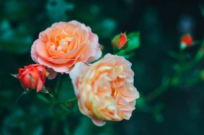 Close-up of orange rose flower