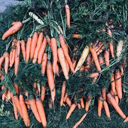 High angle view of vegetables on grass