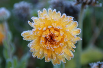 Close-up of yellow flower