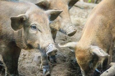 Sheep standing in a farm