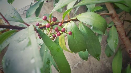 Close-up of berries growing on tree