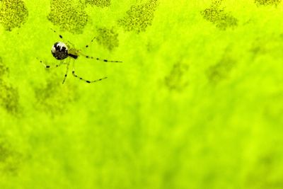 Close-up of spider on green plant