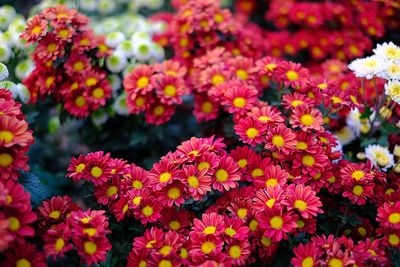 Close-up of pink flowering plants