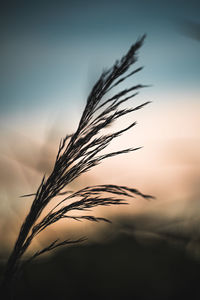 Close-up of stalks against sky at sunset