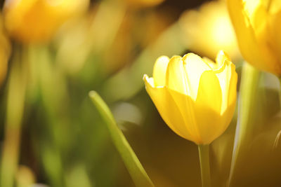 Close-up of yellow tulips blooming outdoors