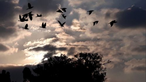 Low angle view of silhouette birds flying against sky