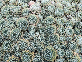 Full frame shot of abstract pattern