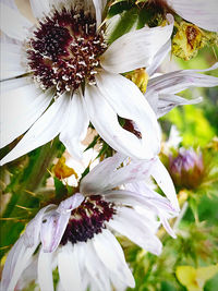 Close-up of white flowering plant