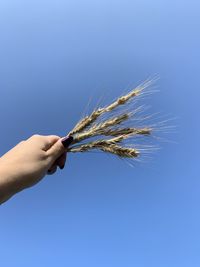 Close-up of hand holding plant against clear blue sky