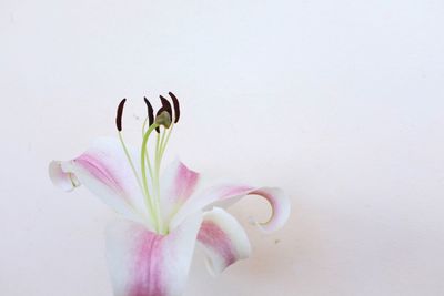 Close-up of pink flowering plant against white background