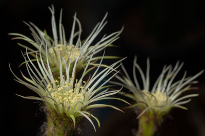 Close-up of plant against black background