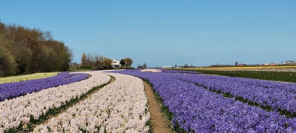 Scenic view of lavender field against sky