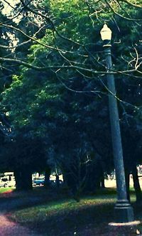 Trees growing in a park