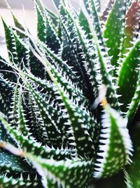 Close-up of succulent plant
