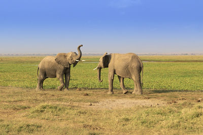 Elephant in a field