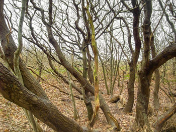 Bare trees in forest