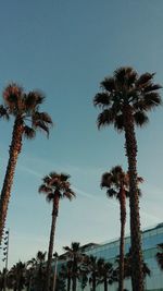 Low angle view of palm trees against clear blue sky