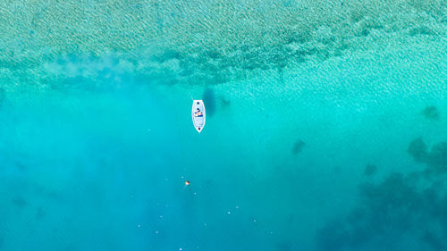 High angle view of jellyfish swimming in sea