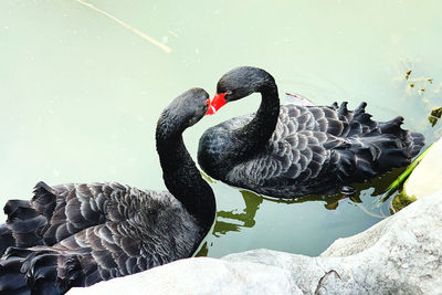 Black swans swimming in lake