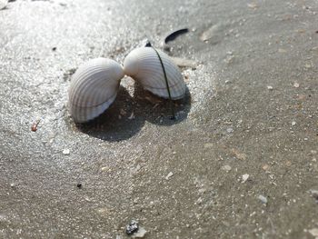 High angle view of shell on sand