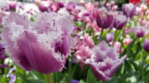 Close-up of purple flowers blooming outdoors