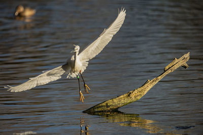 View of a bird flying over lake