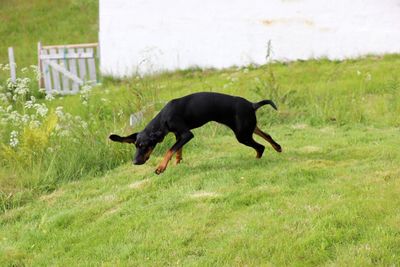 Black dog on field