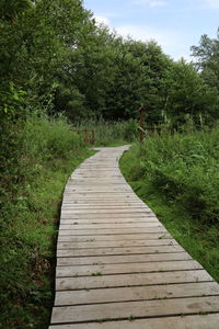 Boardwalk leading towards trees