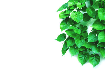 Close-up of green leaves against white background