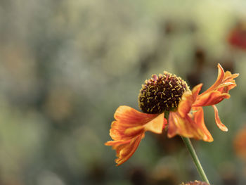 Close-up of orange flowering plant