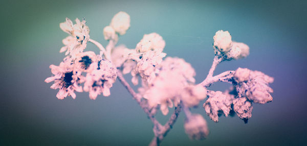 Close-up of fresh flowers blooming on tree