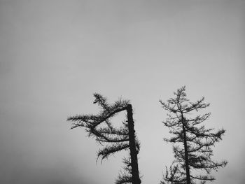 Low angle view of silhouette tree against sky