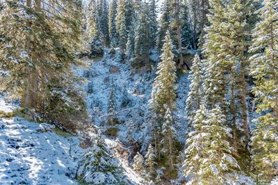 Trees in forest during winter