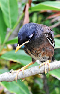 Close-up of bird perching on branch