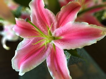 Close-up of pink flower