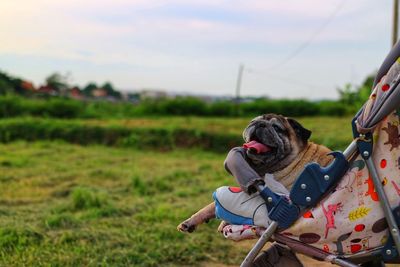 Dog on a field