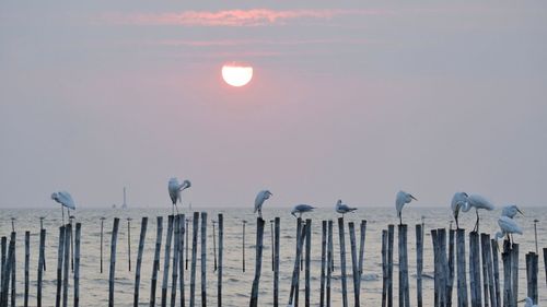 Seagull perching on wooden post against sky during sunset