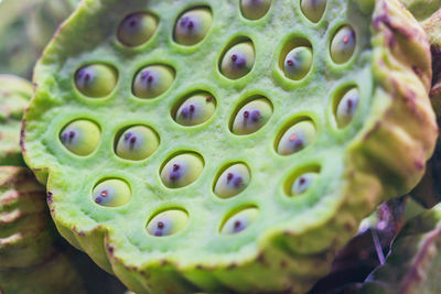 Close-up of succulent plant